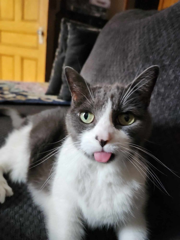 Canaille, when she was in good health, doing a blep.