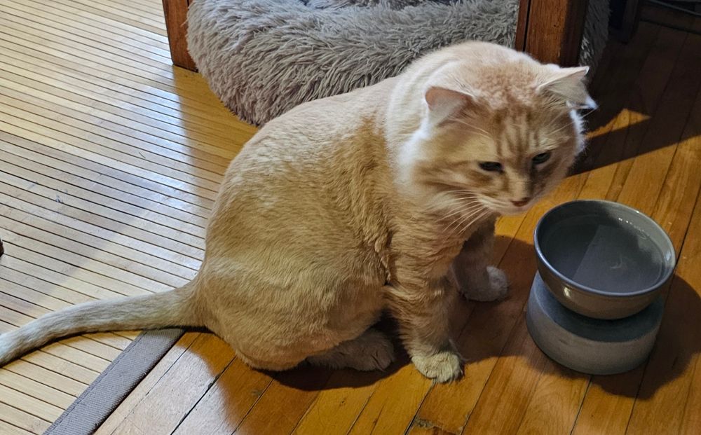 Papa Leo about to drink some fresh water.