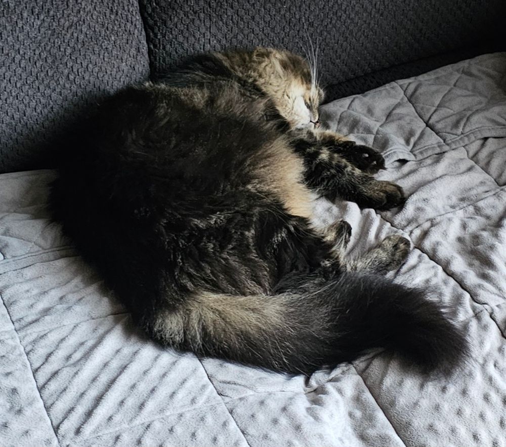 Tato sleeping on the couch.