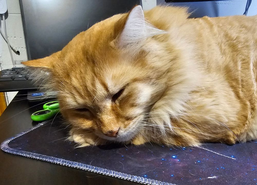 Papa Leo falling asleep on my desk after a good cuddling session.