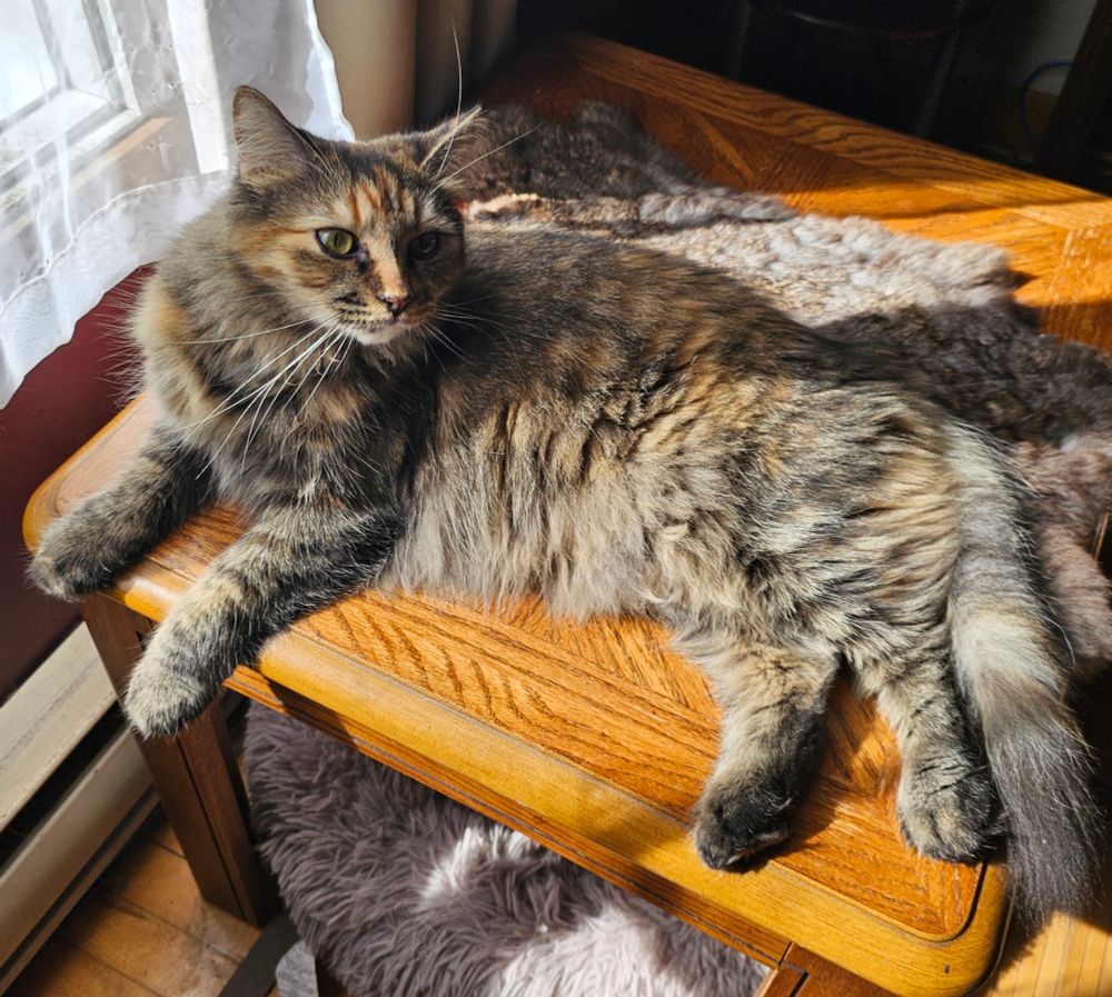 Po relaxing in the sun on the little table by the window.