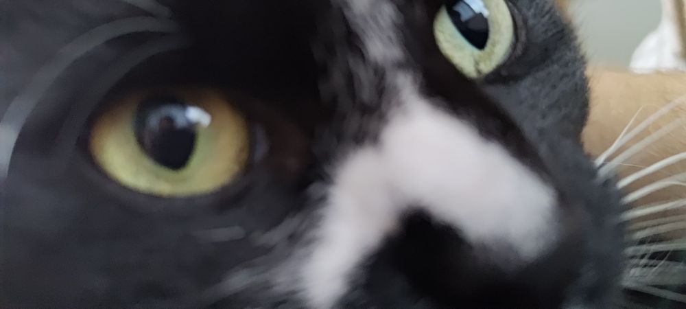 Extreme close up of the black cat Luna. She has some white fur on her nose that forms a crescent shape. Her facial emote disaproves of the message her likeness is attached to  