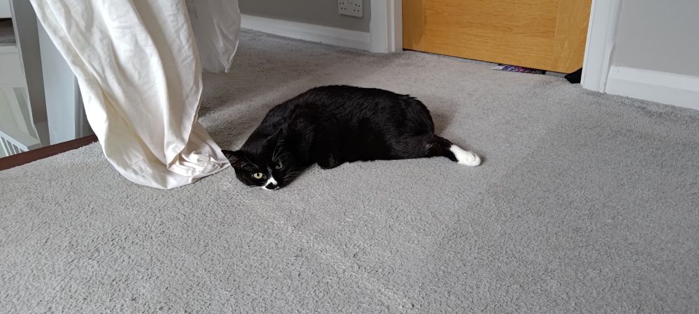 Luna on my upstairs landing with her bad leg jutting out, like shes too lazy to properly loaf