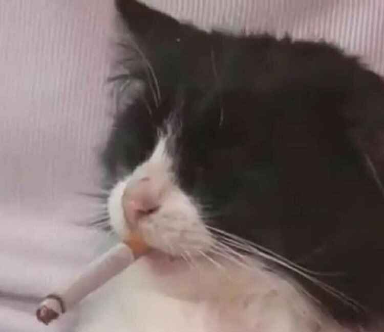 A black and white cat that looks tired with a cig edited in their mouth