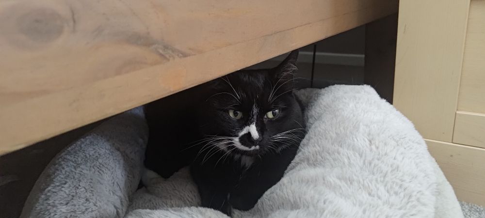 Luna on a cat bed thats located under my bedframe. Shes a black cat with a few white spots, including a crescent moon near her nose