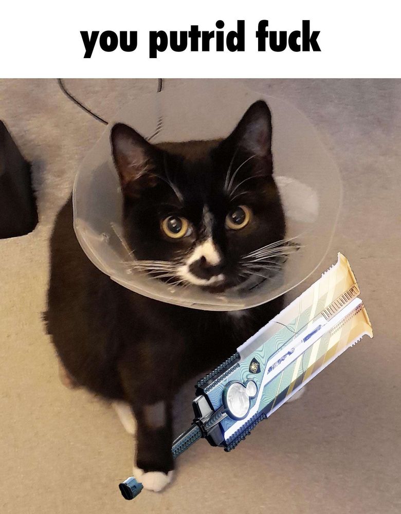Picture of my cat Luna (black with white smudges) in a medical cone, with a photoshopped sword from Destiny 2. Above her in text states, "you putrid fuck"