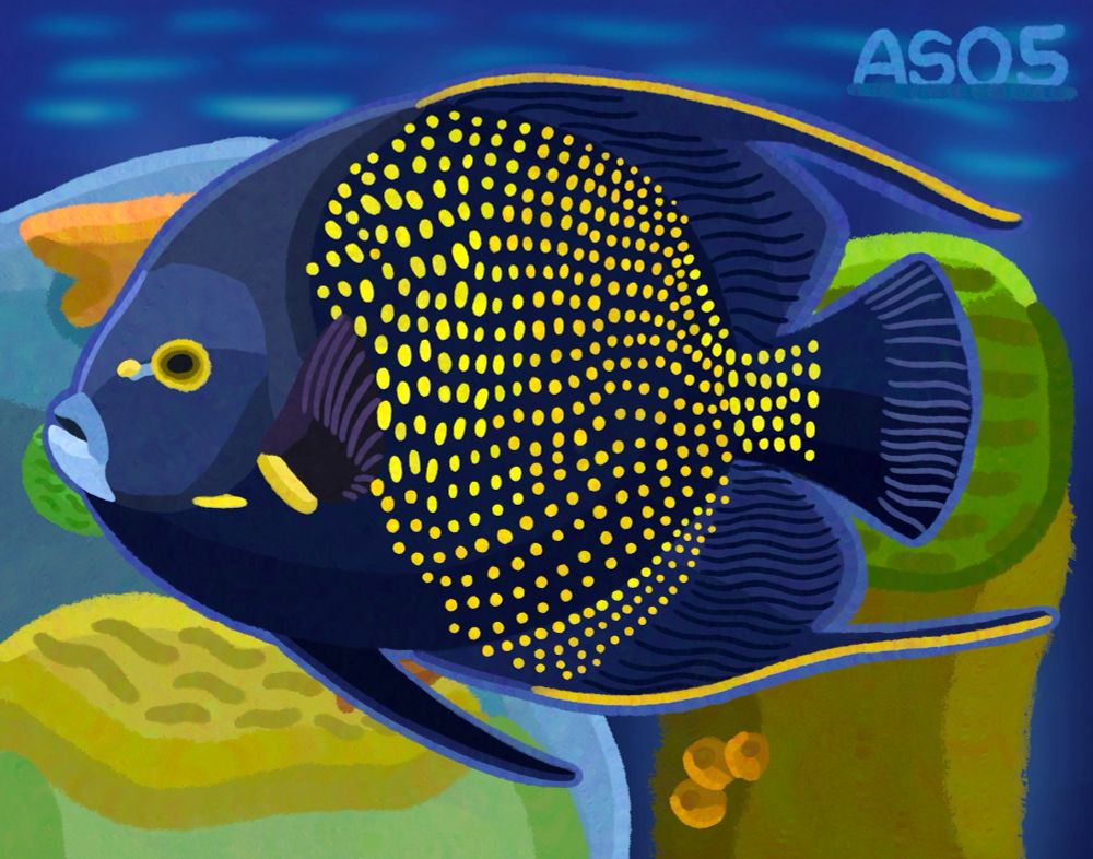 A French Angelfish is cruising around the coral reefs of the Caribbean, where a male is looking for a female to partner up with or start a family.