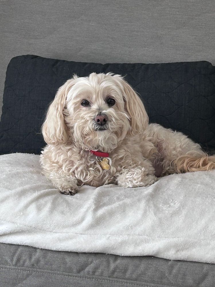 A small white fluffy dog.