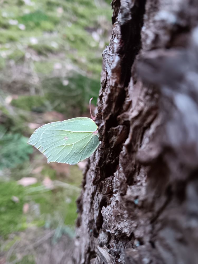 Side view of the folded wings of the butterfly known as common brimstone on rough tree bark, this time from the other side.