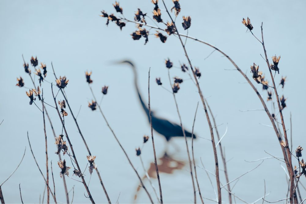 Photo of a great blue heron out of focus with reeds in the foreground.