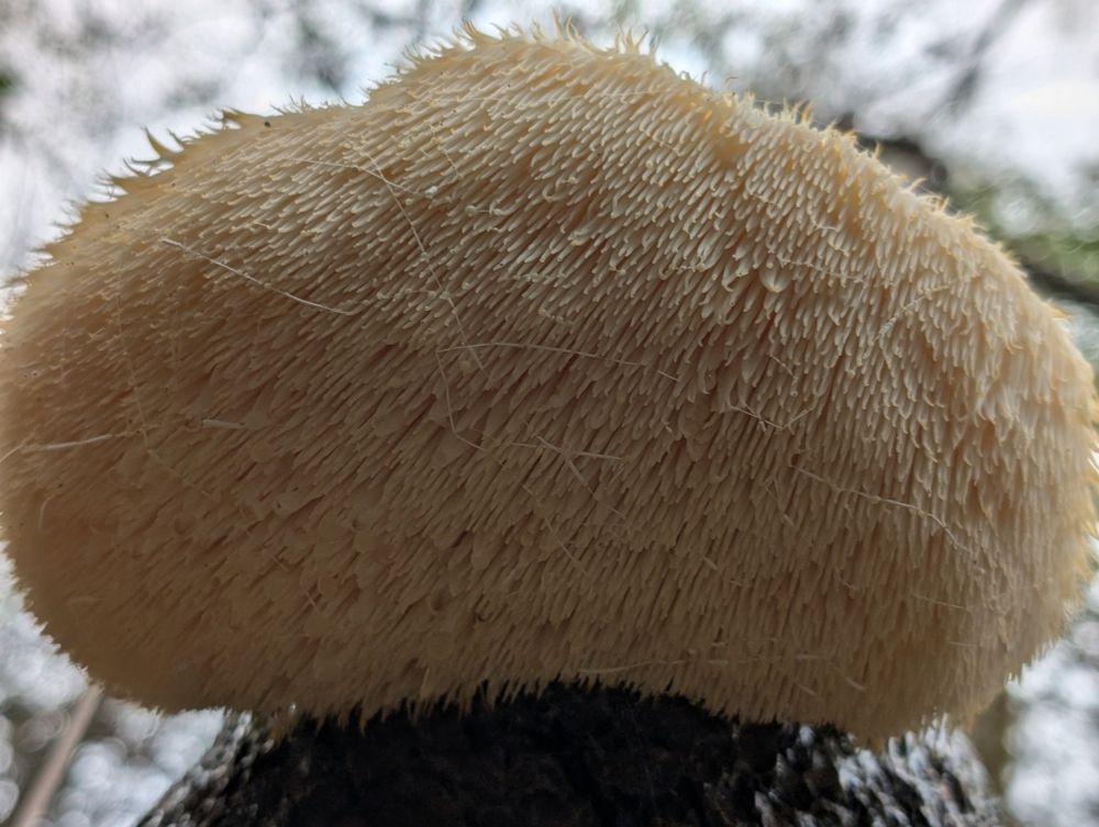 Closeup of Lion's Mane mushroom, photo taken from beneath with a focus on the "hairy" frills that are one of the distinguishing marks of this particular mushroom.