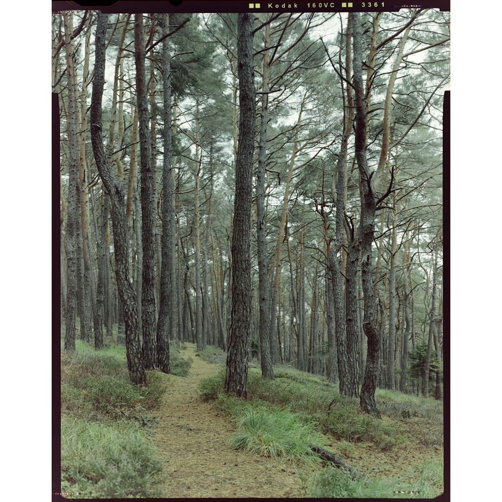This image shows a narrow hiking trail through a forrest. Left and right of the trail are trees, sparsely distributed. 
