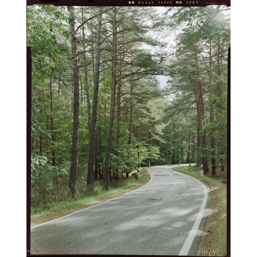 Color image of a narrow and winding road through a forest. Sun is shining from the upper right corner of the image.