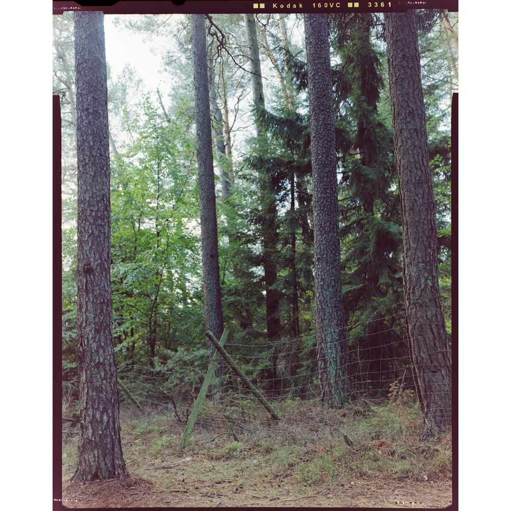 Another forest scene with 4 trees and a fence that protects few trees from wildlife coming in and eating up the young and small trees planted behind the fence. 