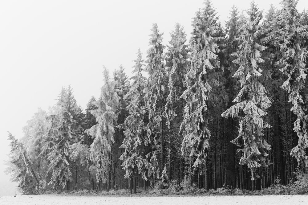 This black and white image was taken in winter and shows a snow covered part of a forest. The overall mood is a bit foggy and frosty, the ground in the foreground is covered by snow.