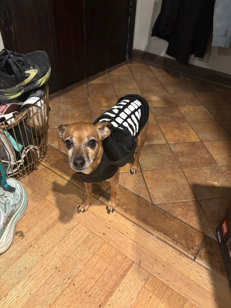 Copper the red chiweenie in a skeleton sweater