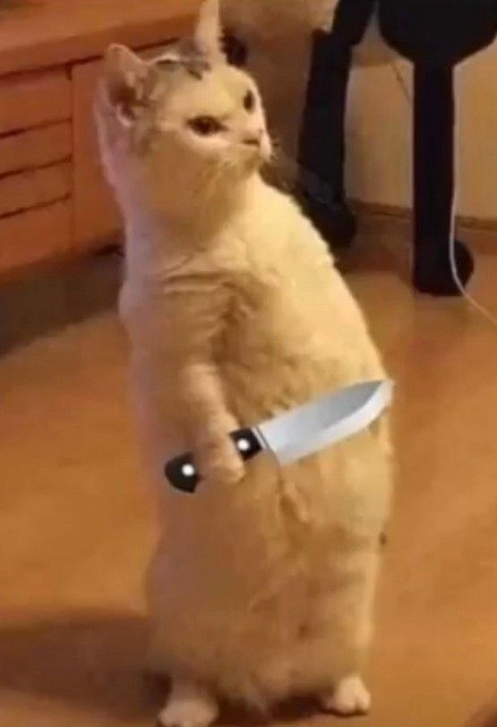 A white cat standing on its back legs looking suspicious holding an knife