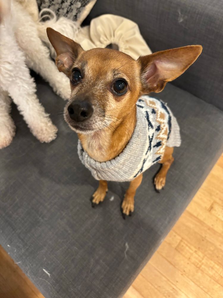 A picture of a red chiweenie sitting very pretty on a grey couch with a grey/blue/brown sweater on. His ears are relaxed and he looks happy. 