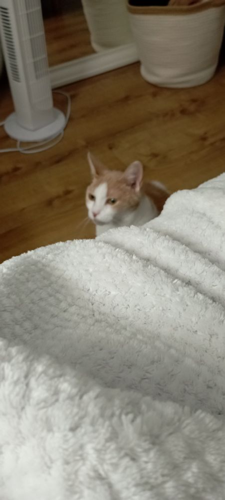 Chat assis patientant