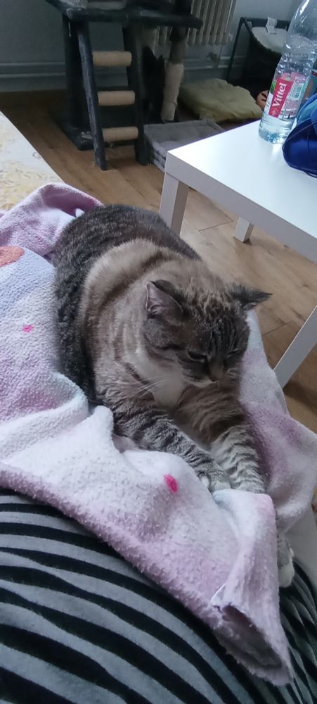 Chat allongé sur mes jambes.