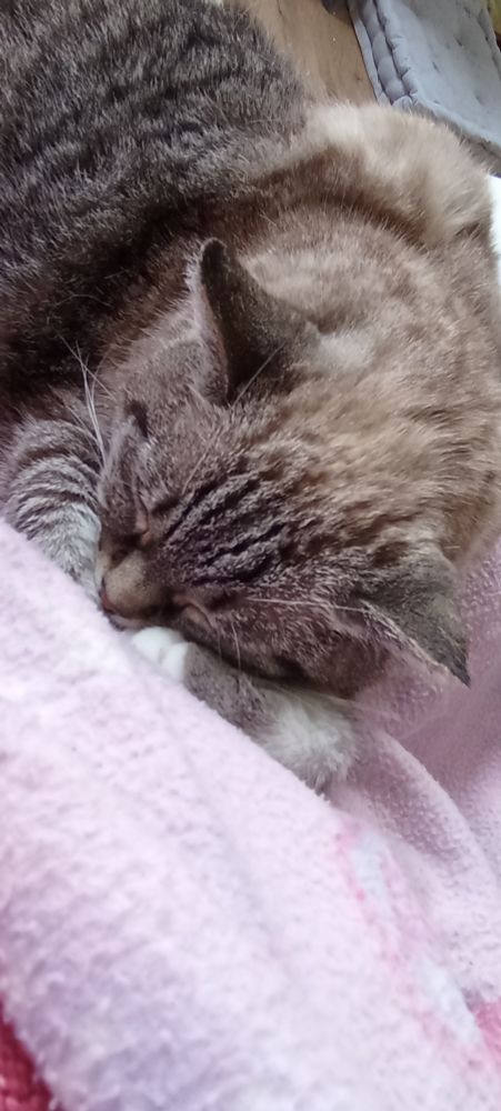 Chat endormi, la tête posée entre ses pattes