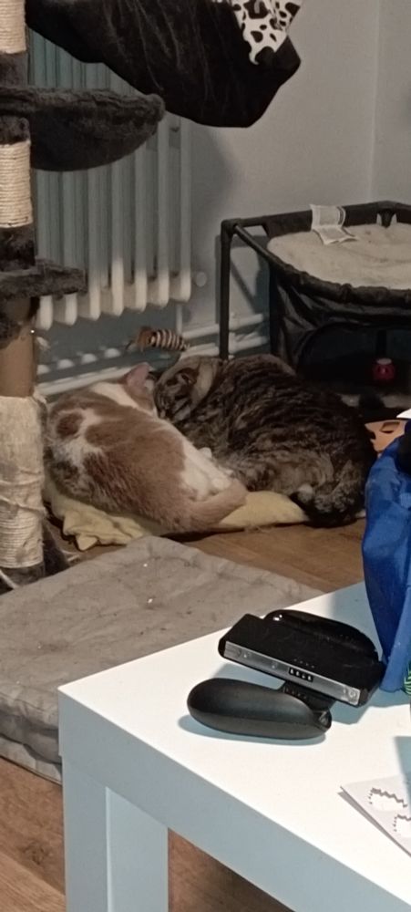 Deux chats couchés sur un coussin, près d'un radiateur, têtes l'une contre l'autre