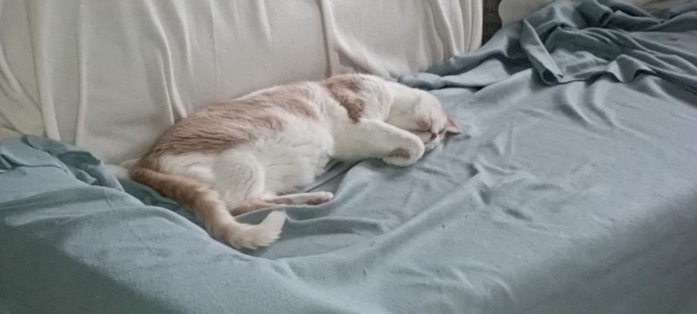 Chat endormi sur un canapé