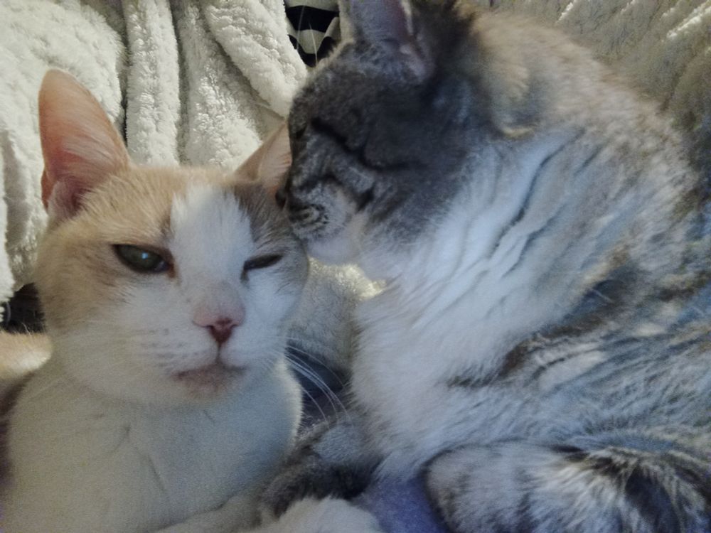 Chat tigré reniflant la tête du chat roux et blanc