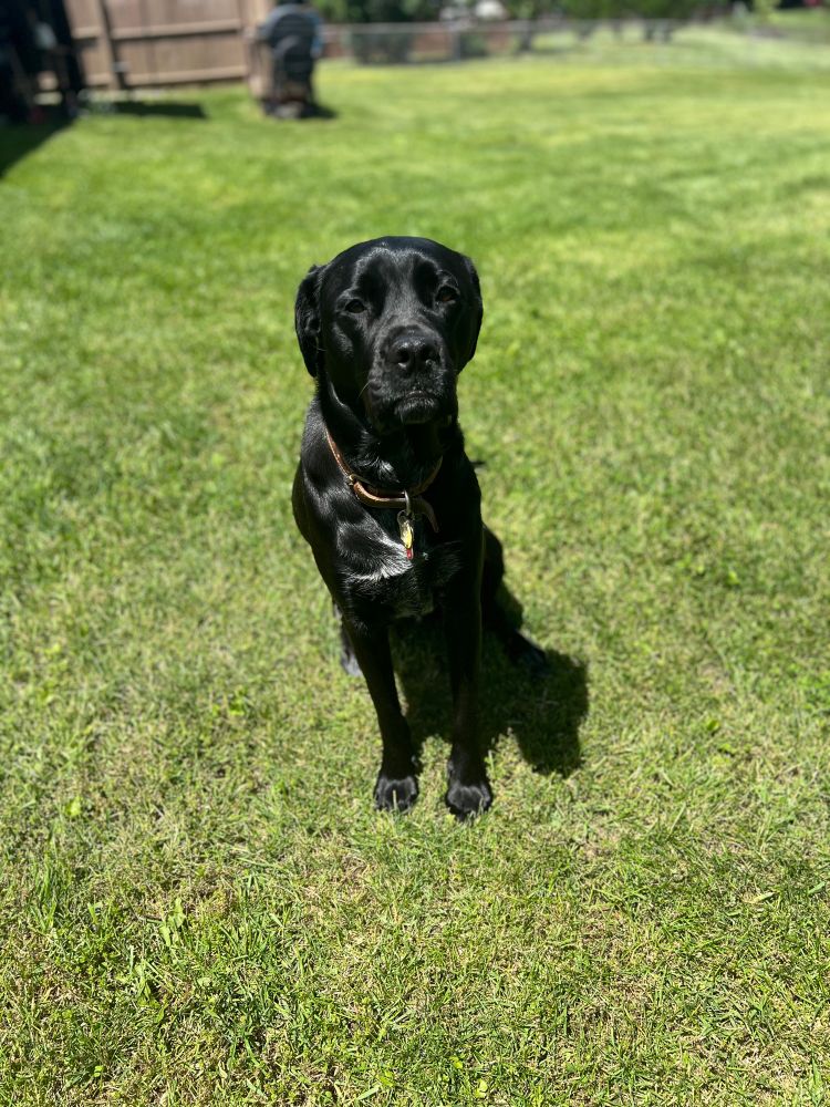 A black dog with grey fur on her chest sits and looks at the camera in green grass. 