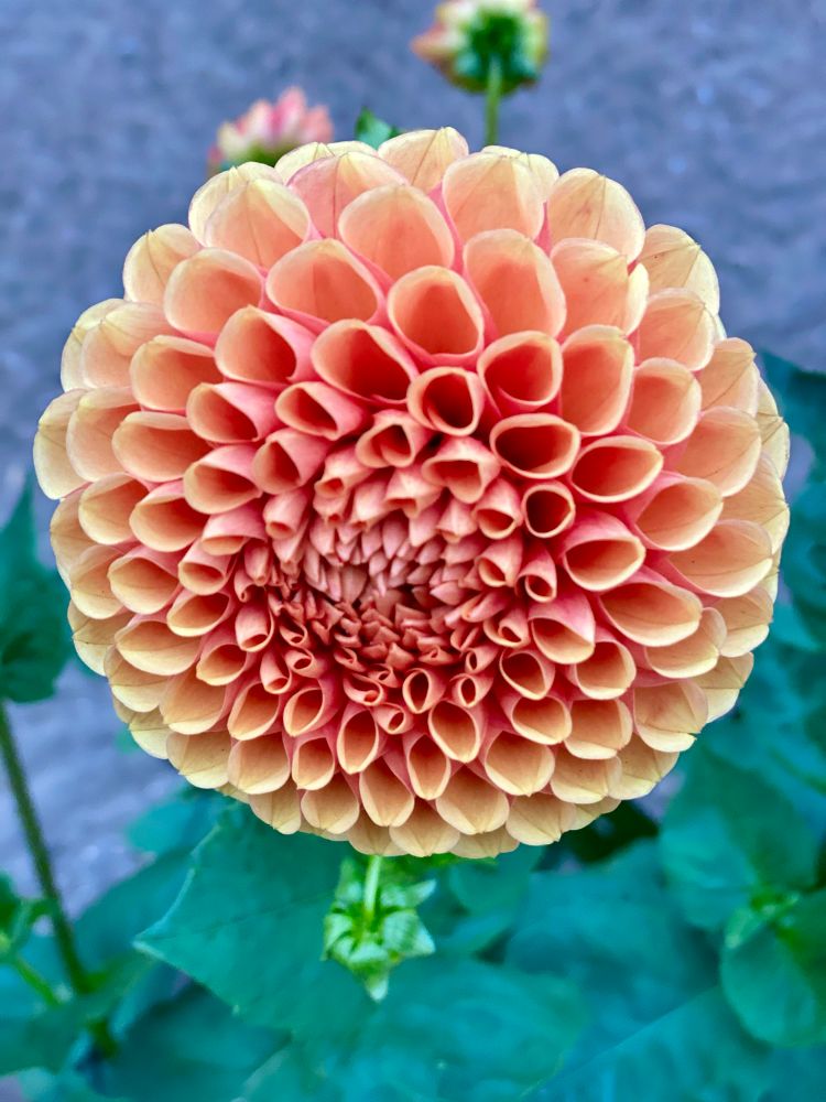 Dahlia flower