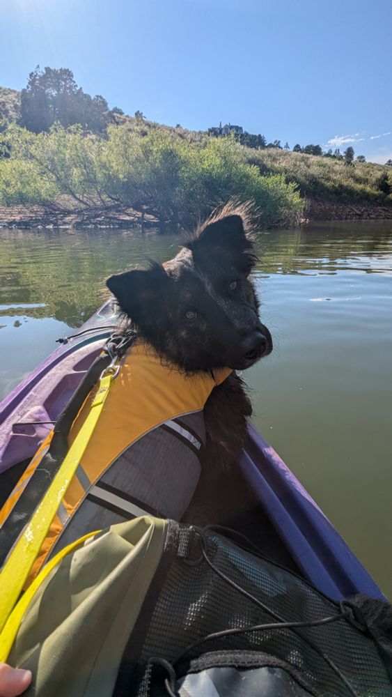 The same medium-large dog now looks back at the camera, alert and happy. The shot is taken from the cockpit of the kayak.