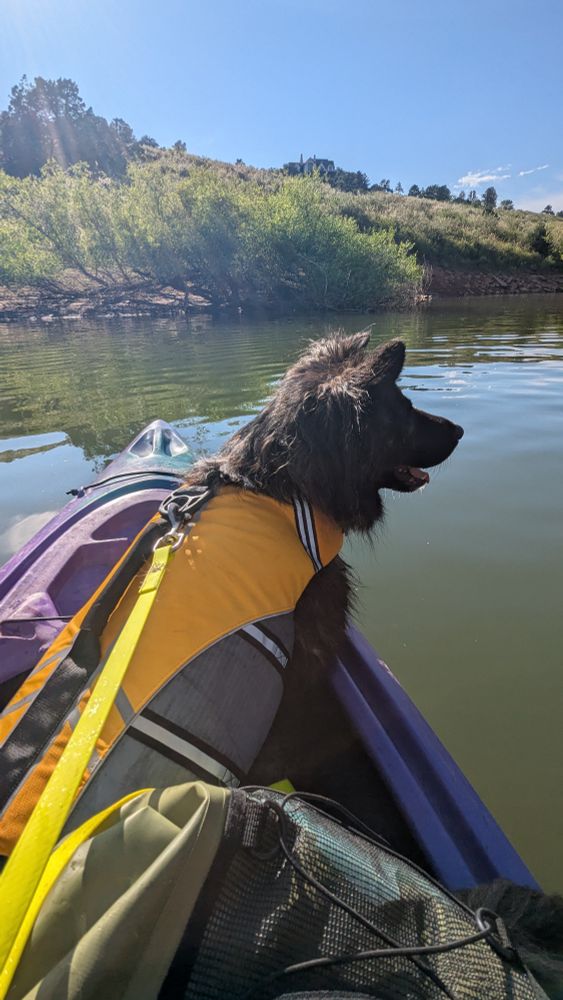 A 60-pound border collie mix in a yellow life jacket rests with her elbows propped on the deck of a purple kayak. The dog is looking off over the water at something out of frame.