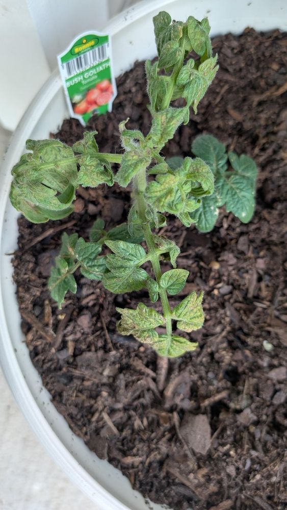 What's happening with my bush Goliath plant?