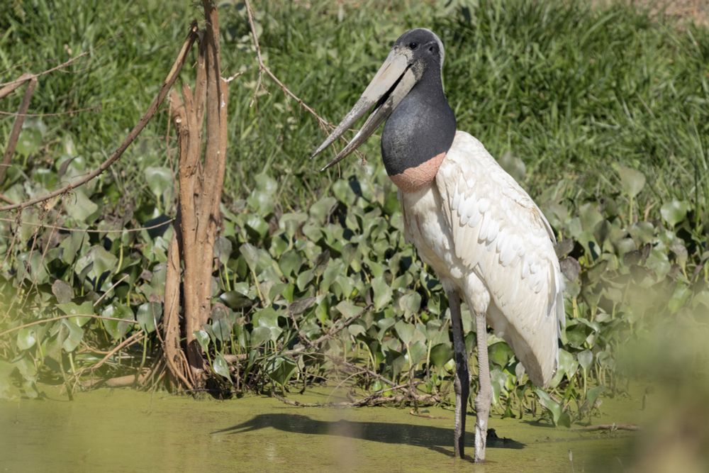 Jabiru stork standing in a murky pond. The bird has an upright pose, huge white wings, a bloated red and black throat pouch full of water, black eyes, and a huge pointy beak. 
