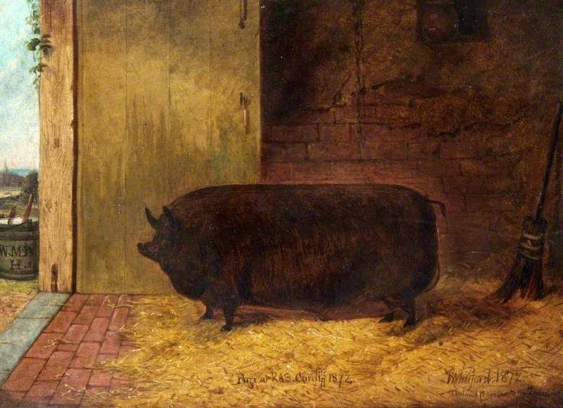 Prize Pig, Royal Agricultural Show, Cardiff. 1872