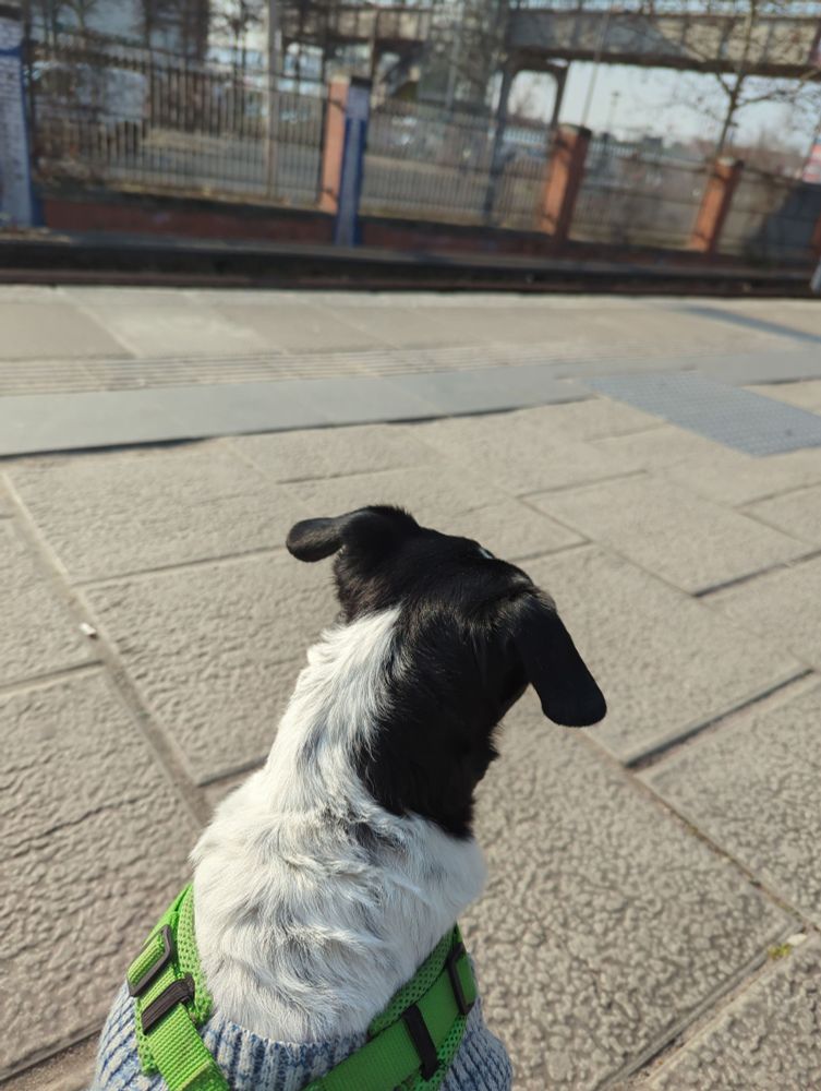 Frida the dog waiting for the train
