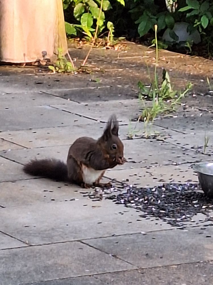 Ein Eichhörnchen 