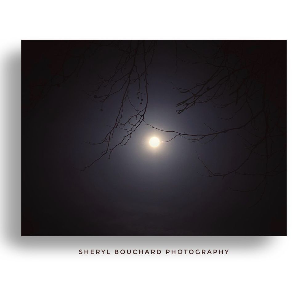 Dark minimalist photograph of the moon framed by threads of black branches. 