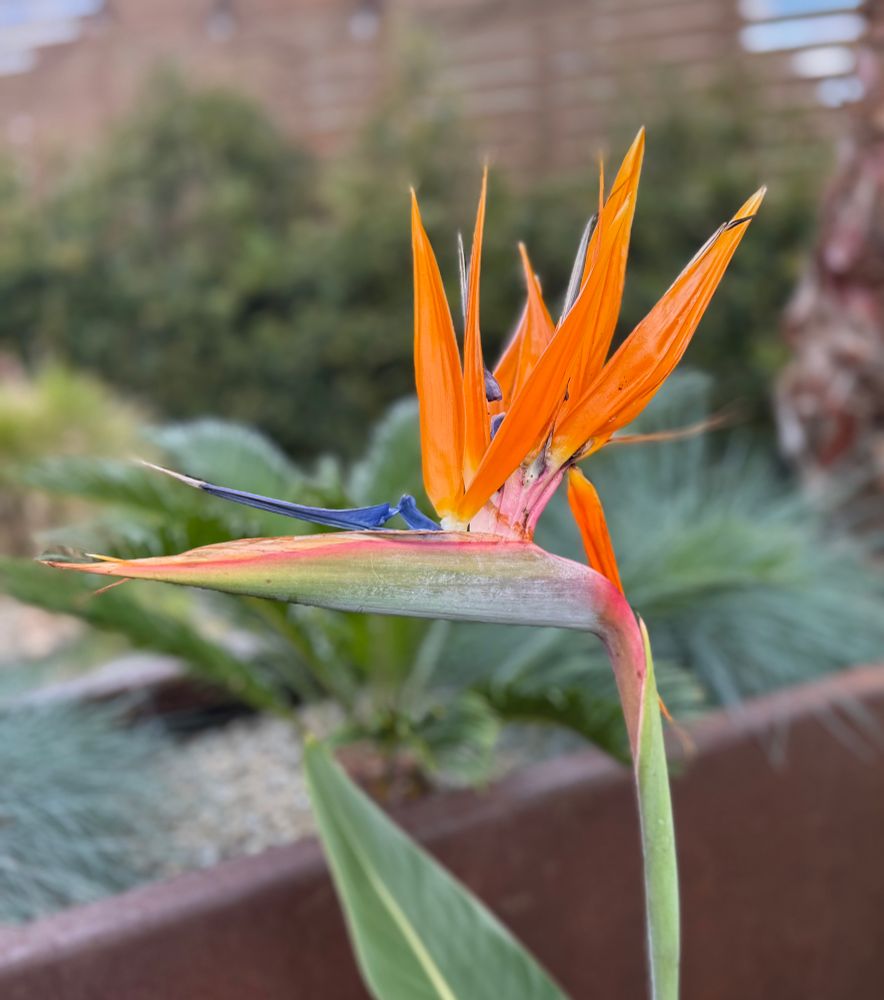 A colourful Bird of Paradise flower in an urban garden.