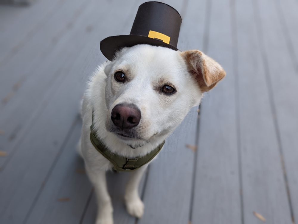 beautiful dog wearing pilgrim hat