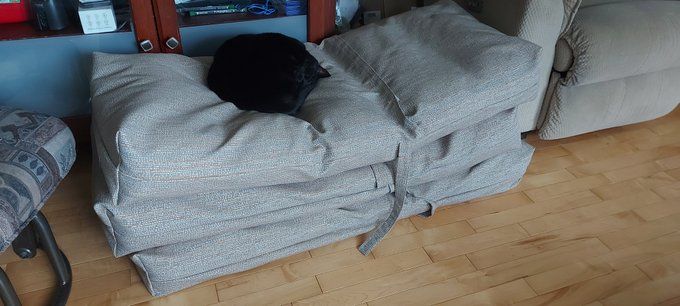 Rosie on the patio cushions