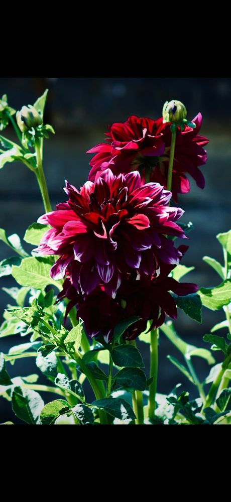 Maroon Dahlia blooms 