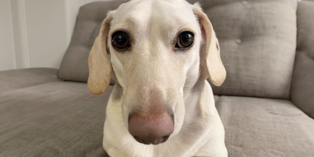 "i know what you are" dog