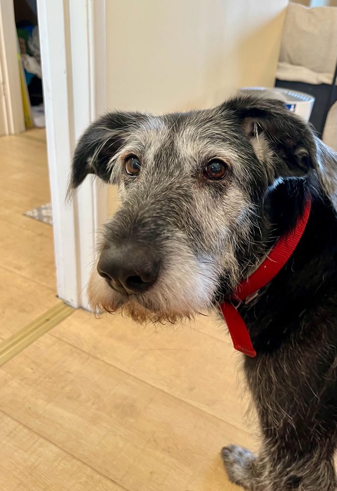 Pie, a large dog with black and grey wiry fur and big fluffy jowels, looking pensively at the camera, in my mam’s living room