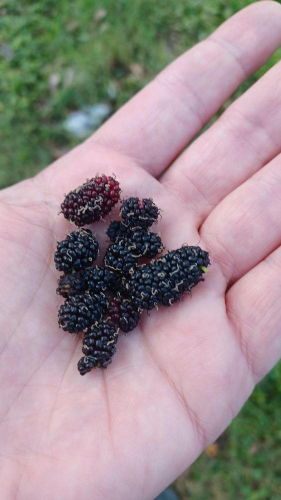 A picture of small handful of ripe mulberries.