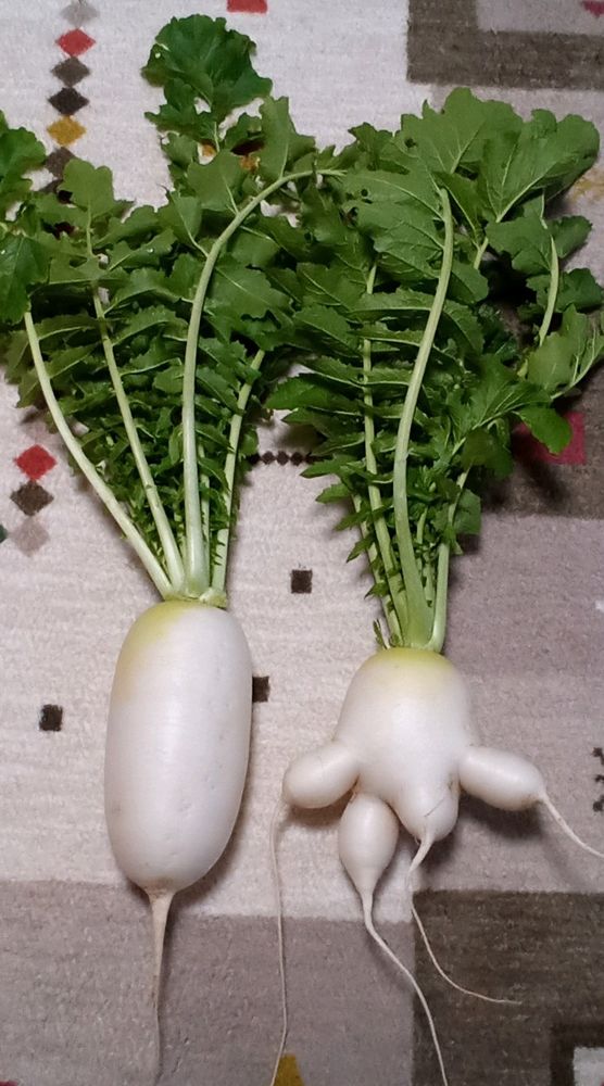 左に根がまっすぐに育った大根、右に根が5つに分かれて育った大根が並んでいます。葉はみずみずしく張りがあり、白い根の部分より2倍ほど高さがあります。