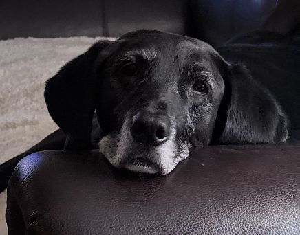 The dog in question, 13 year old Merlin, a lab-hound mix.