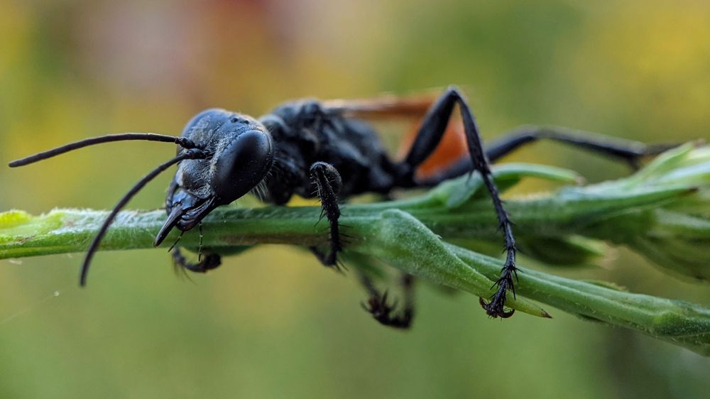 Wasp on vegetation