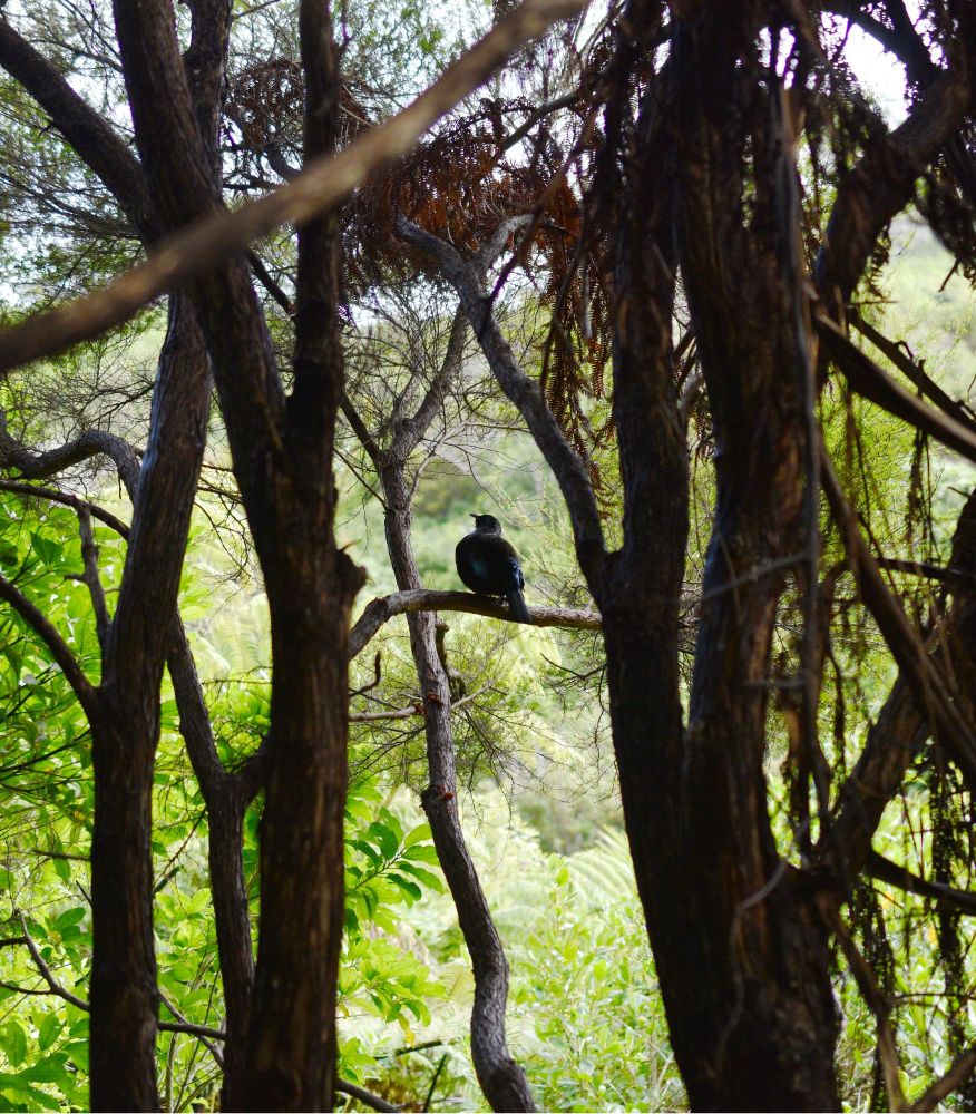 A picture of a Tūī sat on a branch amongst trees. Framing the bird in the foreground are dark tree trunks. In the background is the light green of leaves