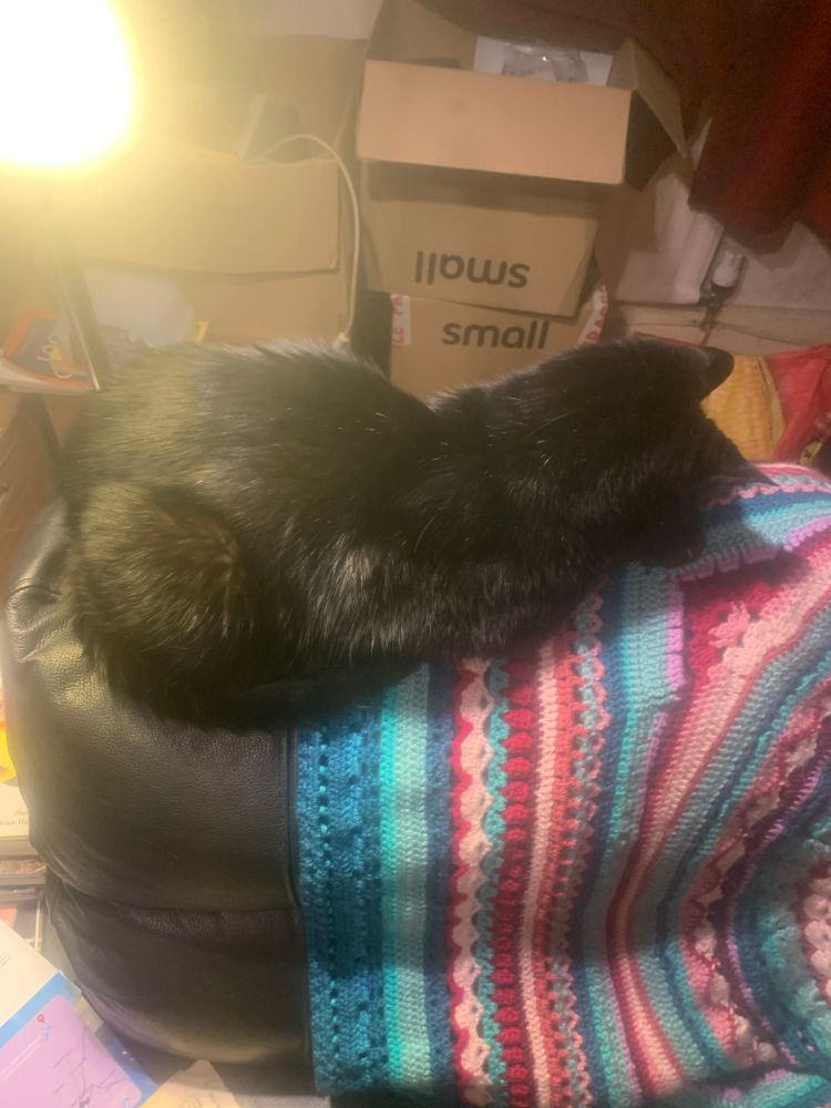 Mr Smith, a blind black cat, perched on a colourful rug on the back of a sofa. 